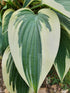 Hosta 'Bobcat' - New Forest Hostas & Hemerocallis