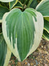 Hosta 'Bobcat' - New Forest Hostas & Hemerocallis