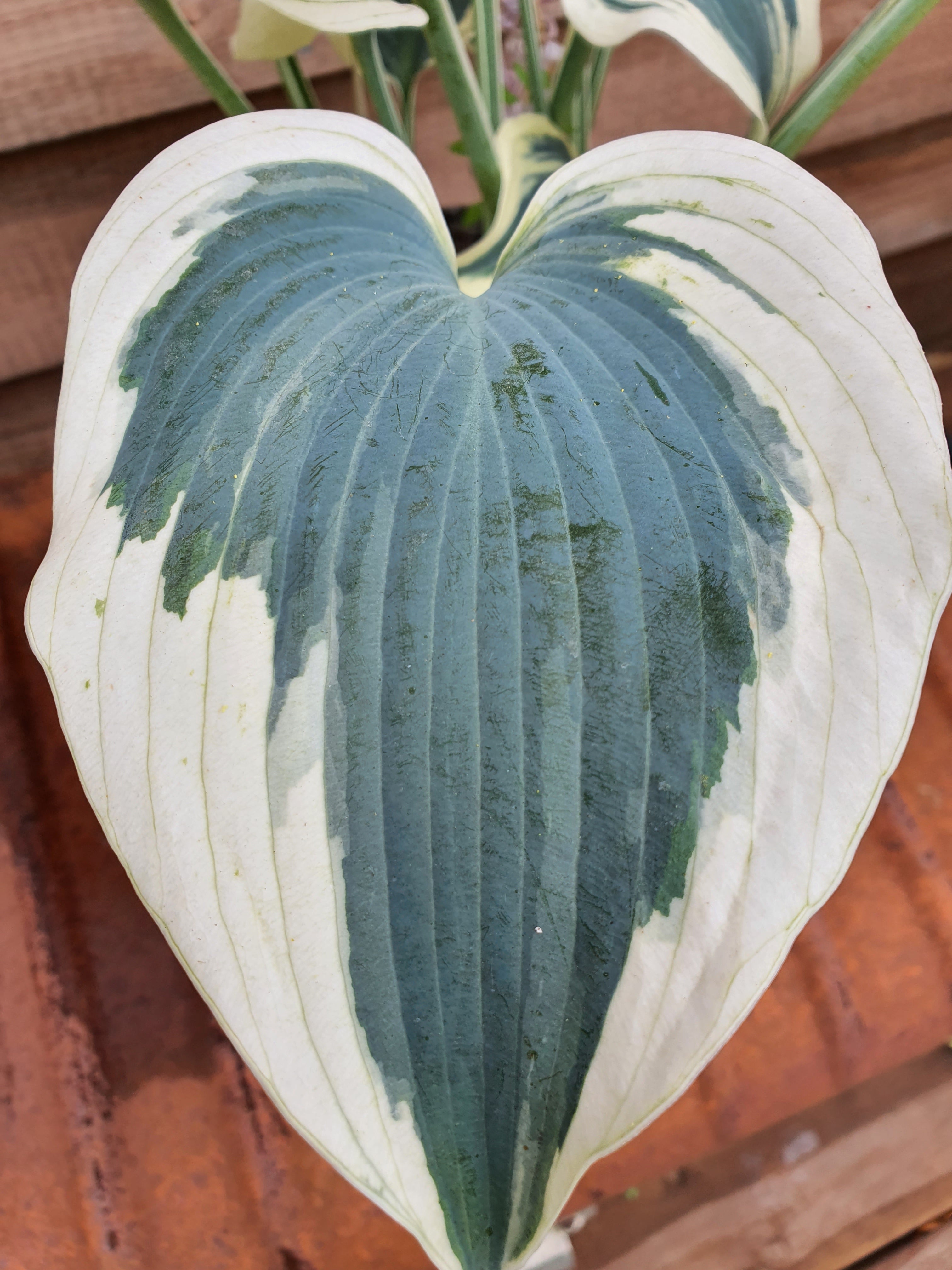 Hosta 'Firn Line' - New Forest Hostas & Hemerocallis