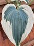 Hosta 'Firn Line' - New Forest Hostas & Hemerocallis