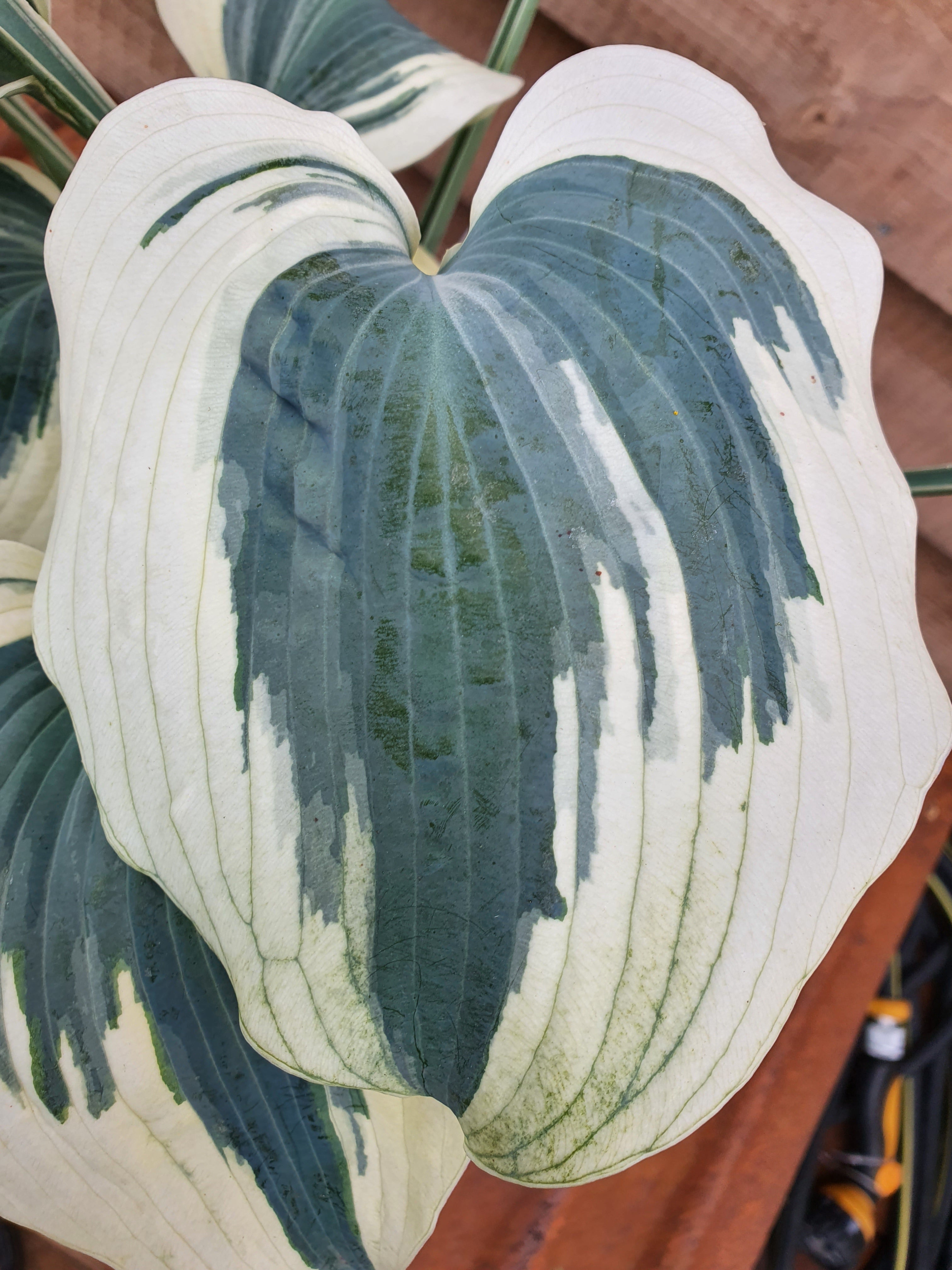 Hosta 'Firn Line' - New Forest Hostas & Hemerocallis