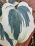 Hosta 'Firn Line' - New Forest Hostas & Hemerocallis