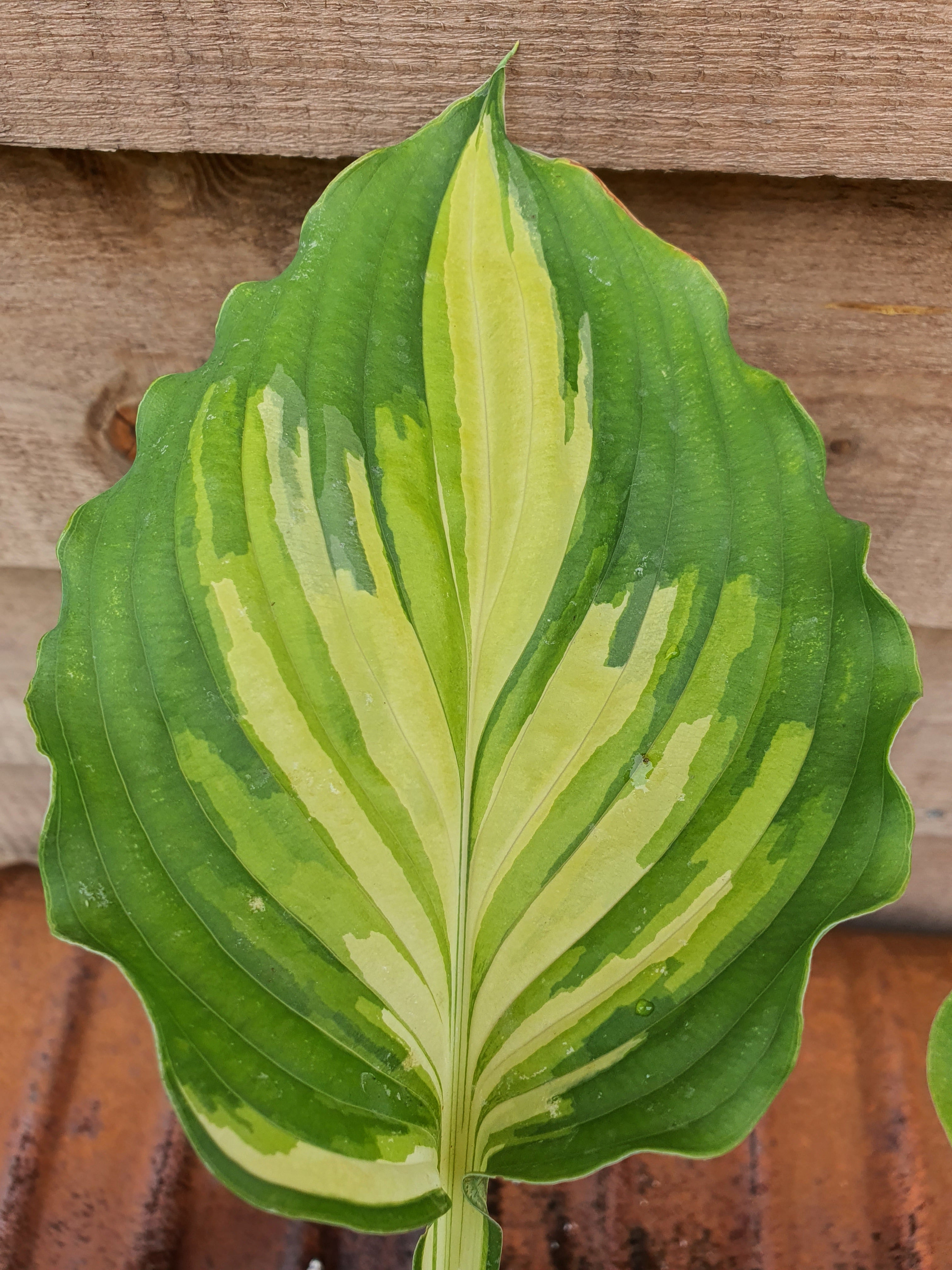 Hosta 'Lakeside Paisley Print' - New Forest Hostas & Hemerocallis