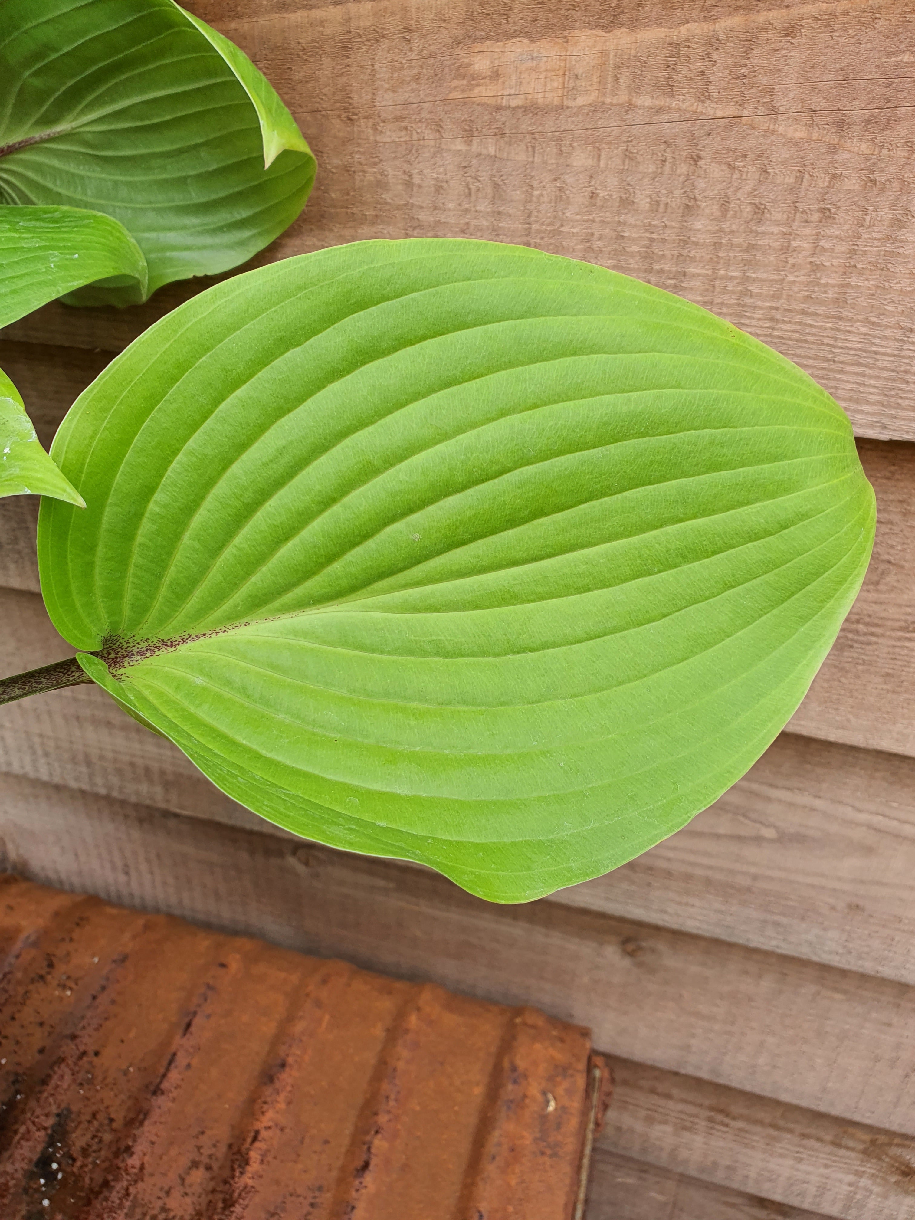 Hosta 'Purple Heart' - New Forest Hostas & Hemerocallis