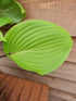 Hosta 'Purple Heart' - New Forest Hostas & Hemerocallis