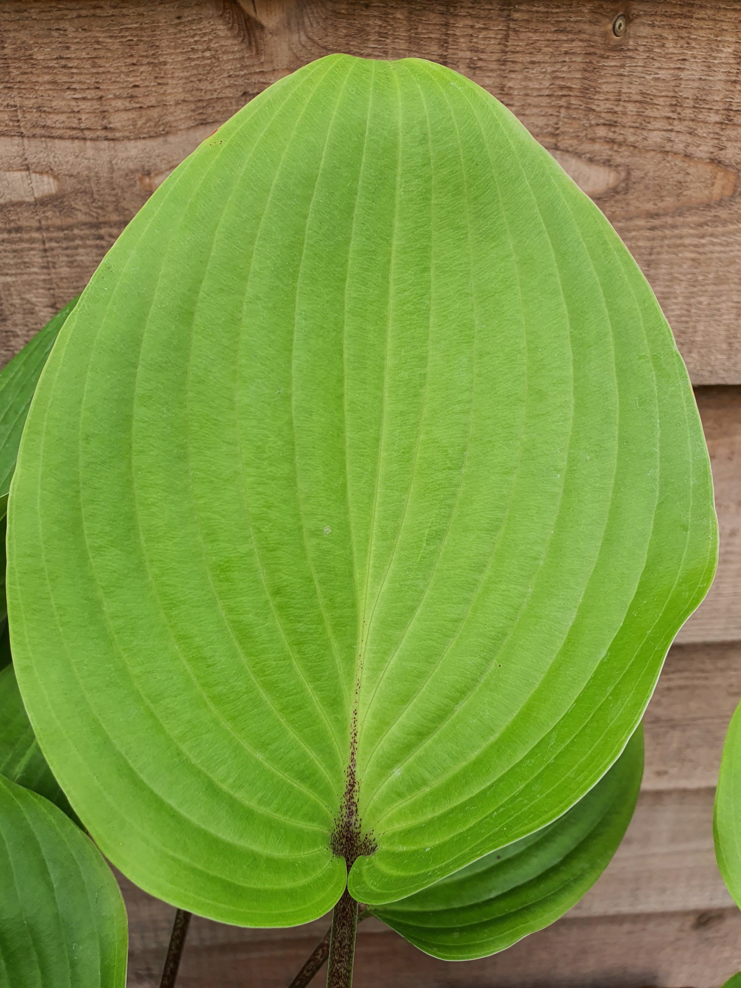 Hosta 'Purple Heart' - New Forest Hostas & Hemerocallis