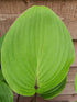 Hosta 'Purple Heart' - New Forest Hostas & Hemerocallis