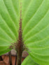 Hosta 'Purple Heart' - New Forest Hostas & Hemerocallis