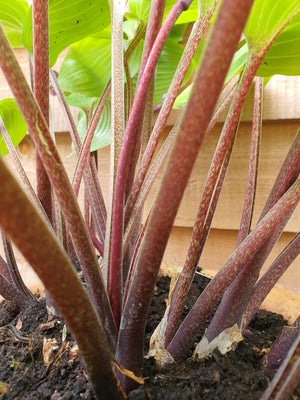 Hosta 'Purple Heart' - New Forest Hostas & Hemerocallis