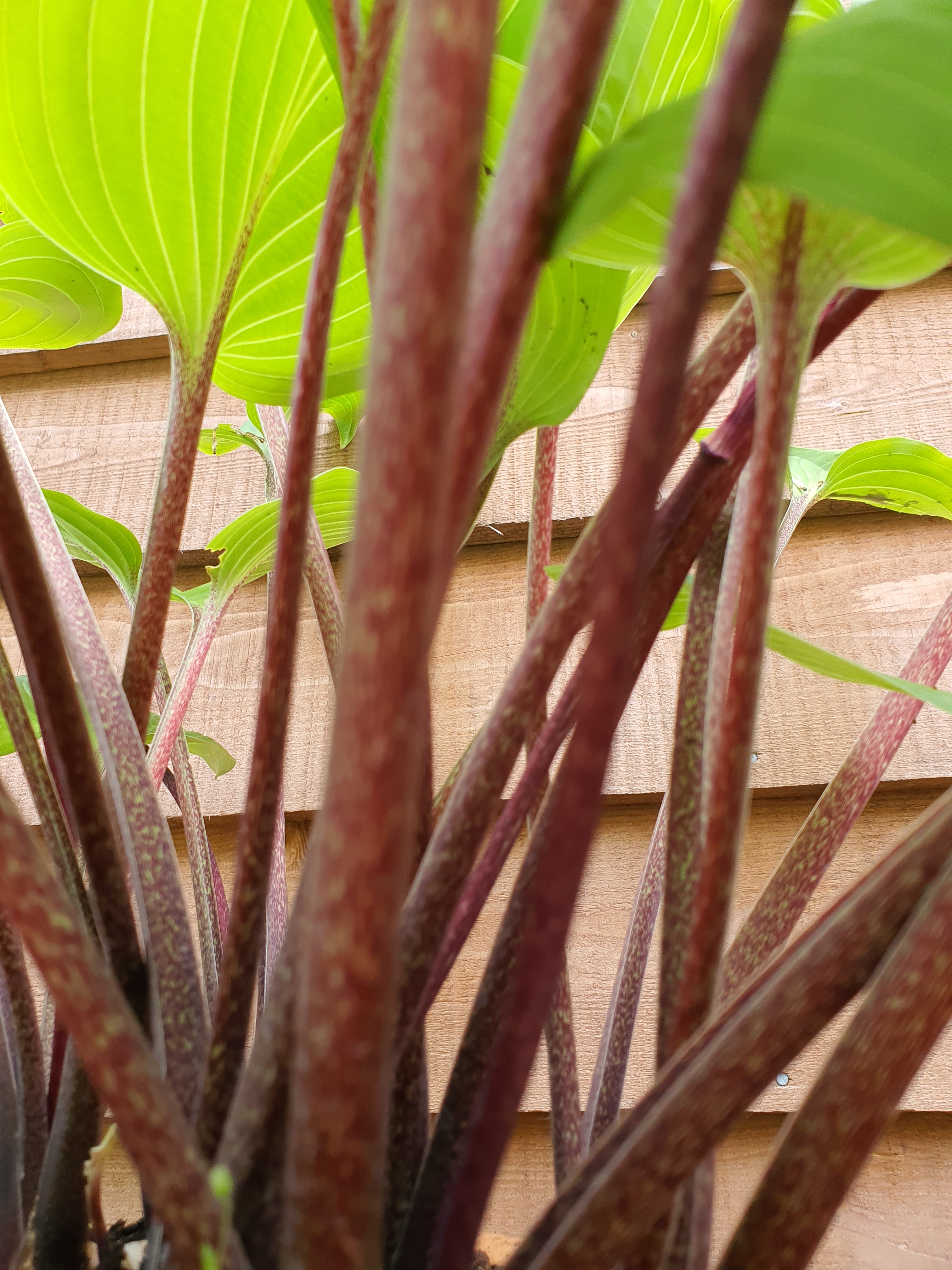 Hosta 'Purple Heart' - New Forest Hostas & Hemerocallis