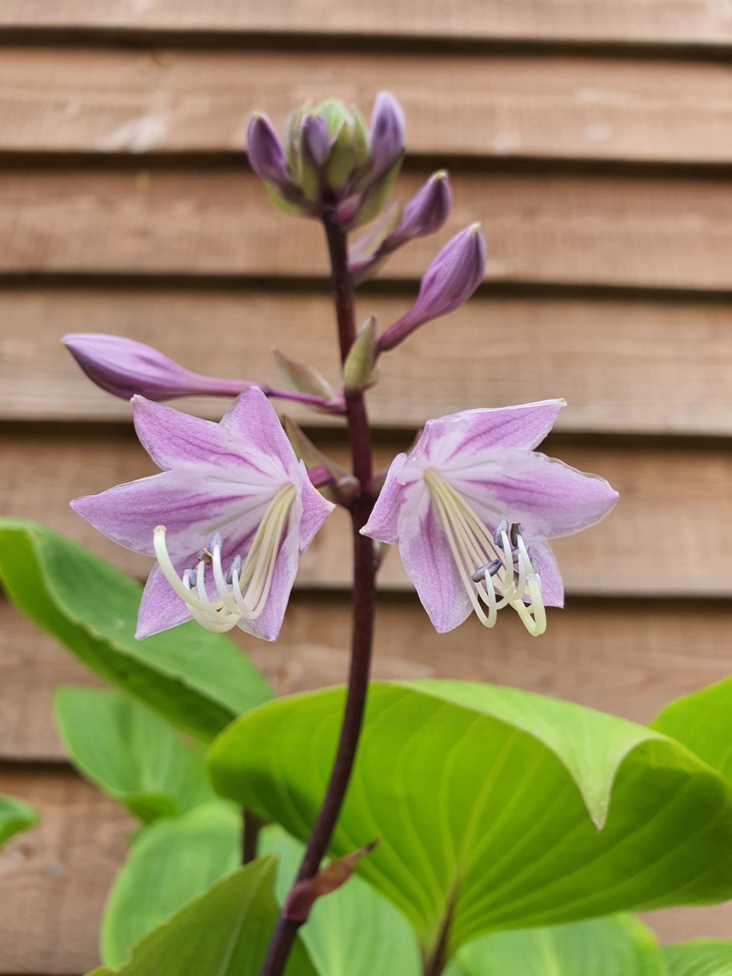 Hosta 'Purple Heart' - New Forest Hostas & Hemerocallis