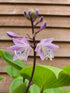 Hosta 'Purple Heart' - New Forest Hostas & Hemerocallis