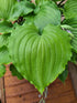Hosta 'Candy Dish' - New Forest Hostas & Hemerocallis