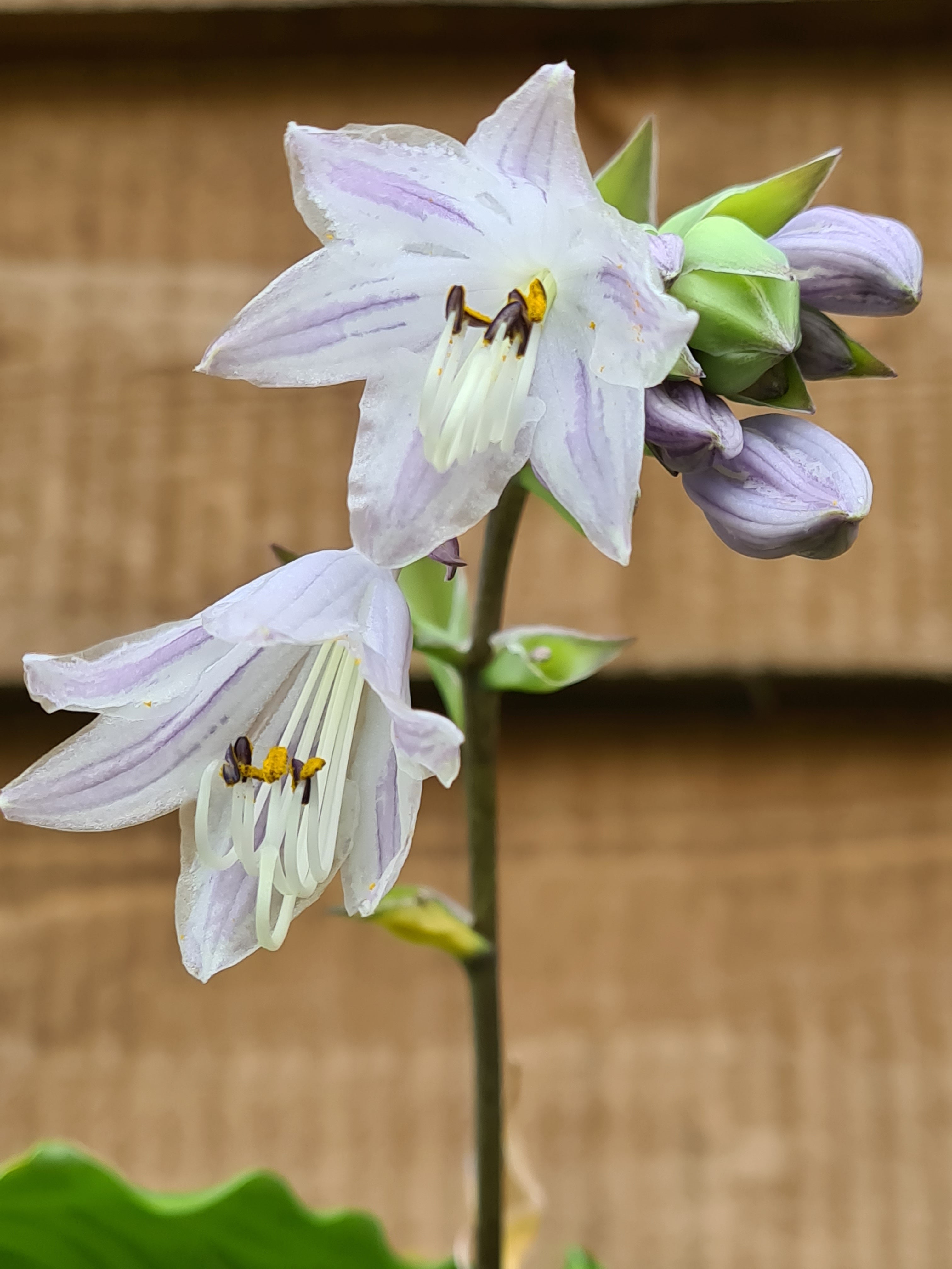 Hosta 'Candy Dish' - New Forest Hostas & Hemerocallis
