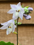 Hosta 'Candy Dish' - New Forest Hostas & Hemerocallis
