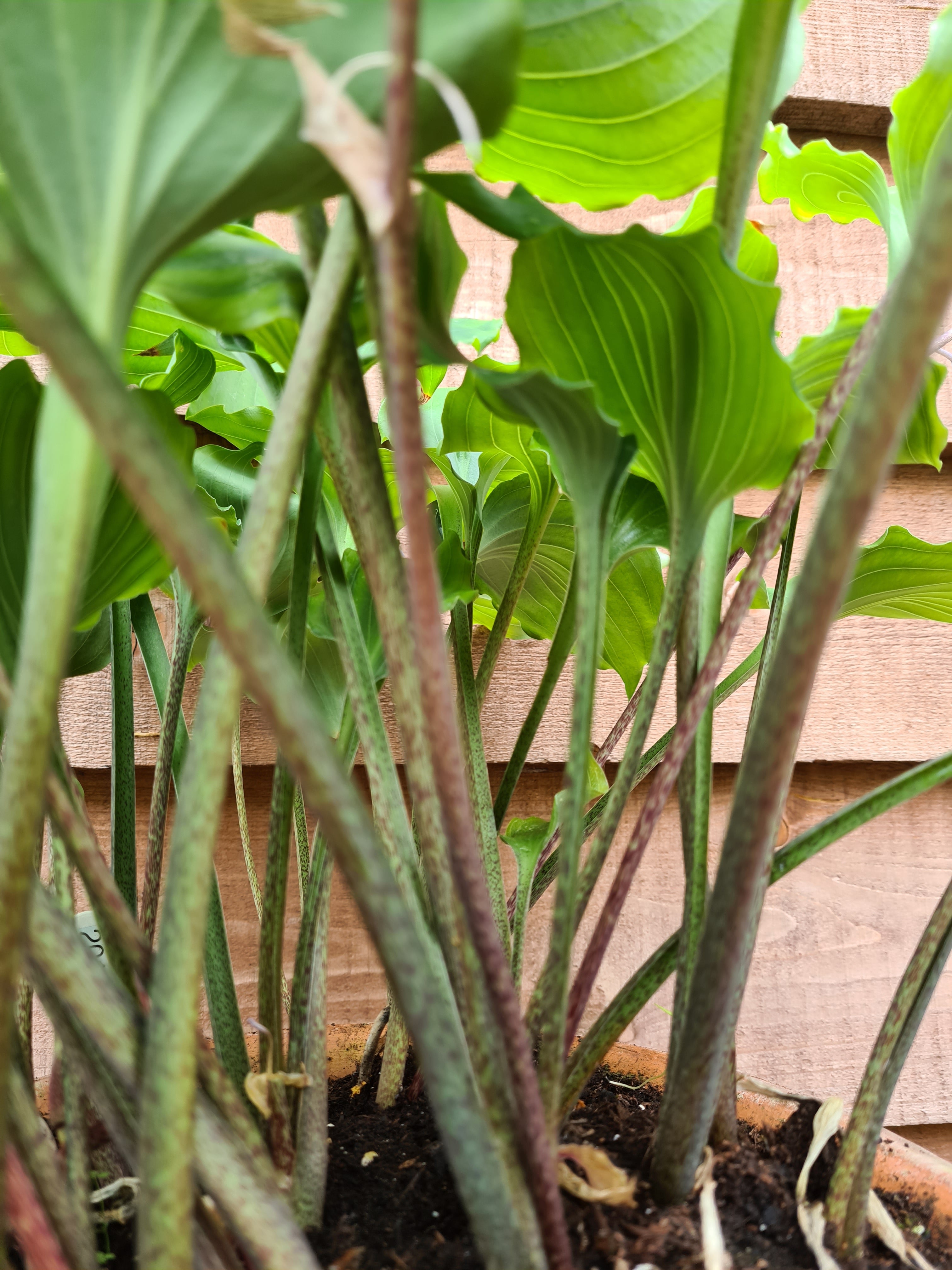 Hosta 'Candy Dish' - New Forest Hostas & Hemerocallis