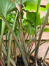 Hosta 'Candy Dish' - New Forest Hostas & Hemerocallis