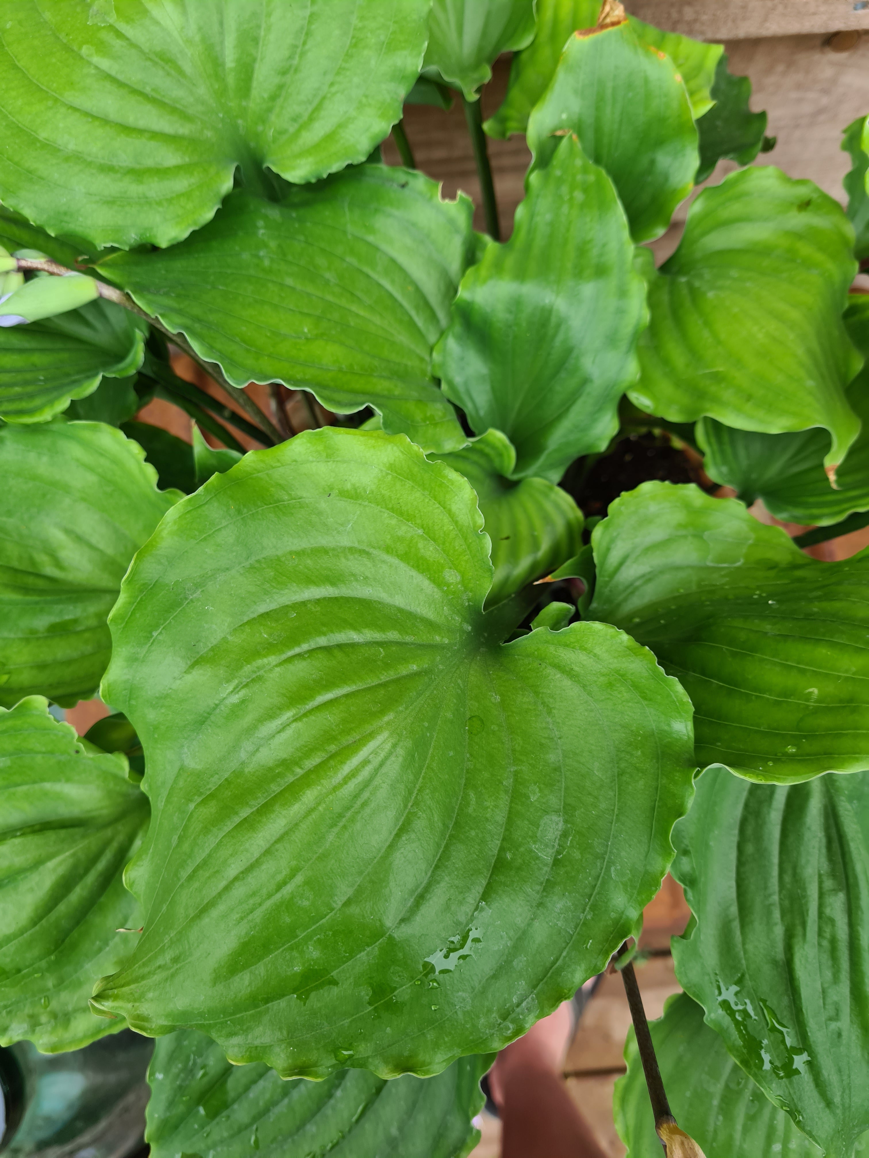 Hosta 'Candy Dish' - New Forest Hostas & Hemerocallis