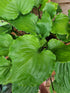Hosta 'Candy Dish' - New Forest Hostas & Hemerocallis