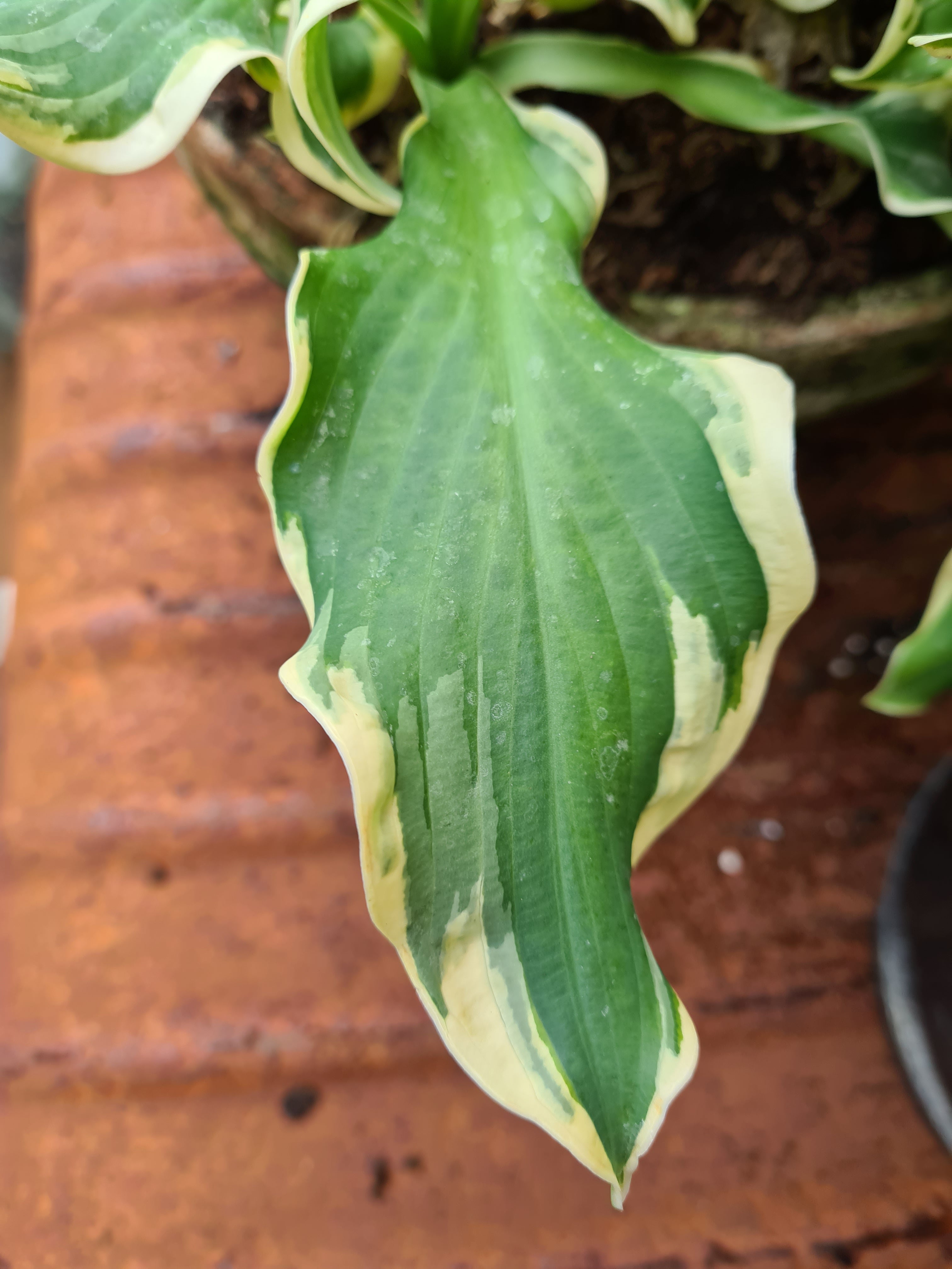 Hosta 'Wheee!' - New Forest Hostas & Hemerocallis