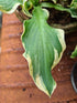 Hosta 'Wheee!' - New Forest Hostas & Hemerocallis