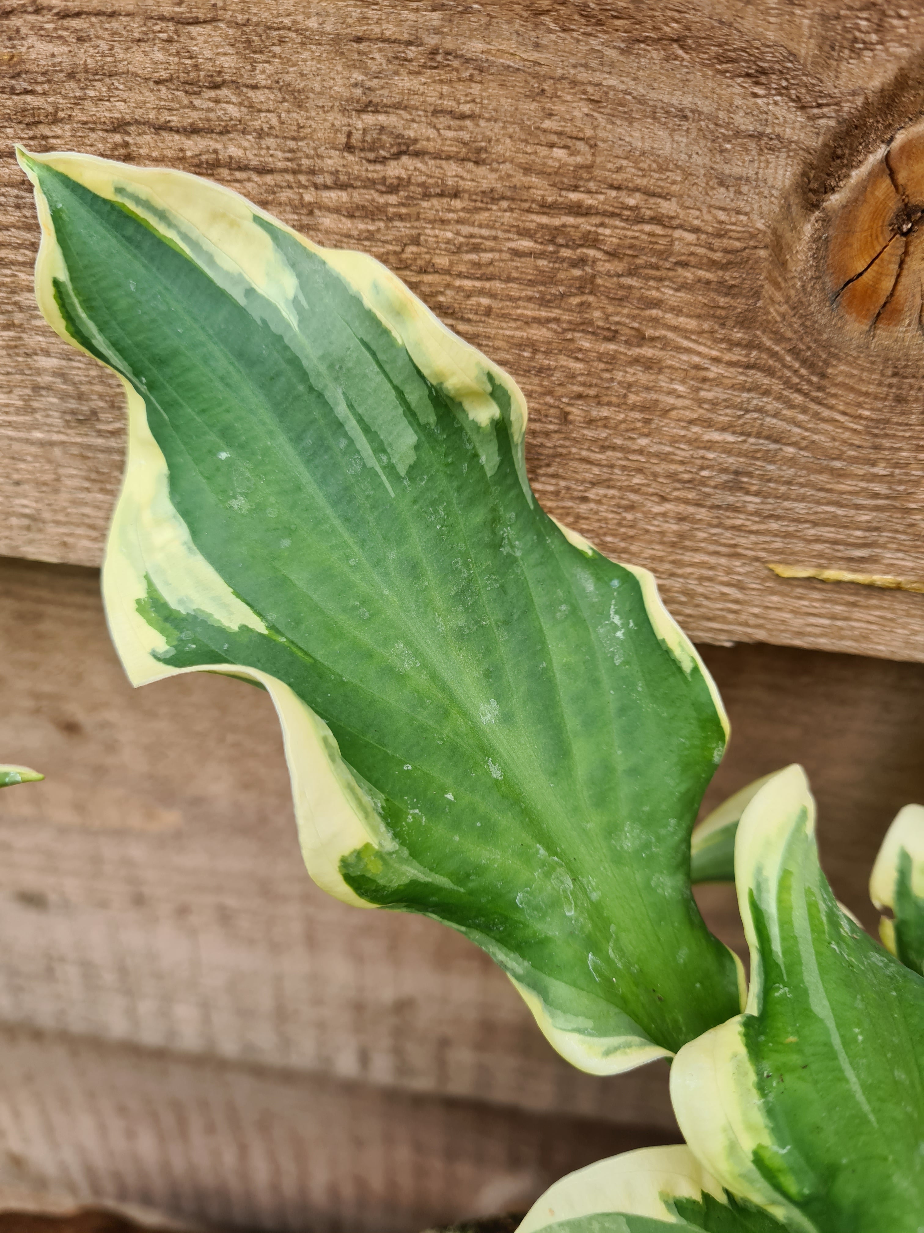Hosta 'Wheee!' - New Forest Hostas & Hemerocallis