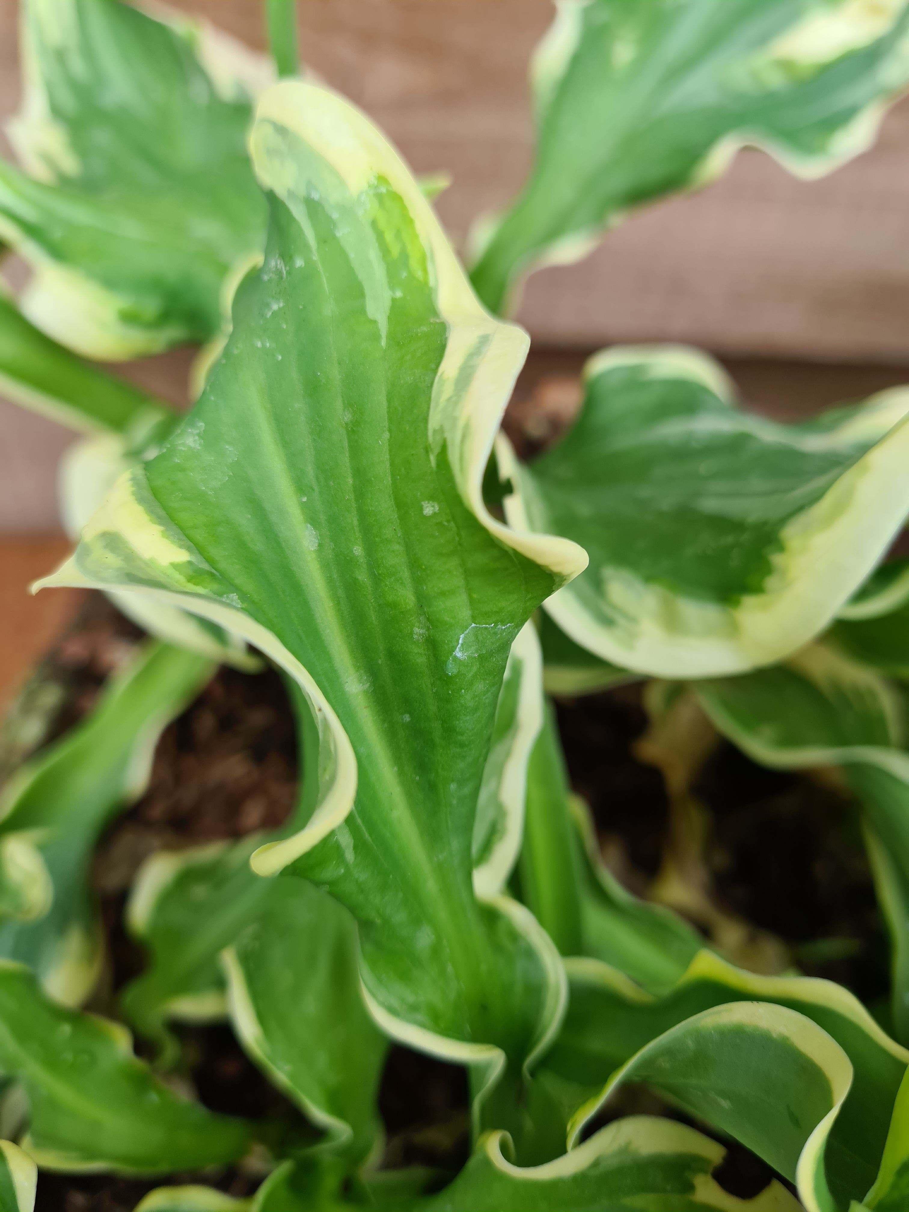 Hosta 'Wheee!' - New Forest Hostas & Hemerocallis