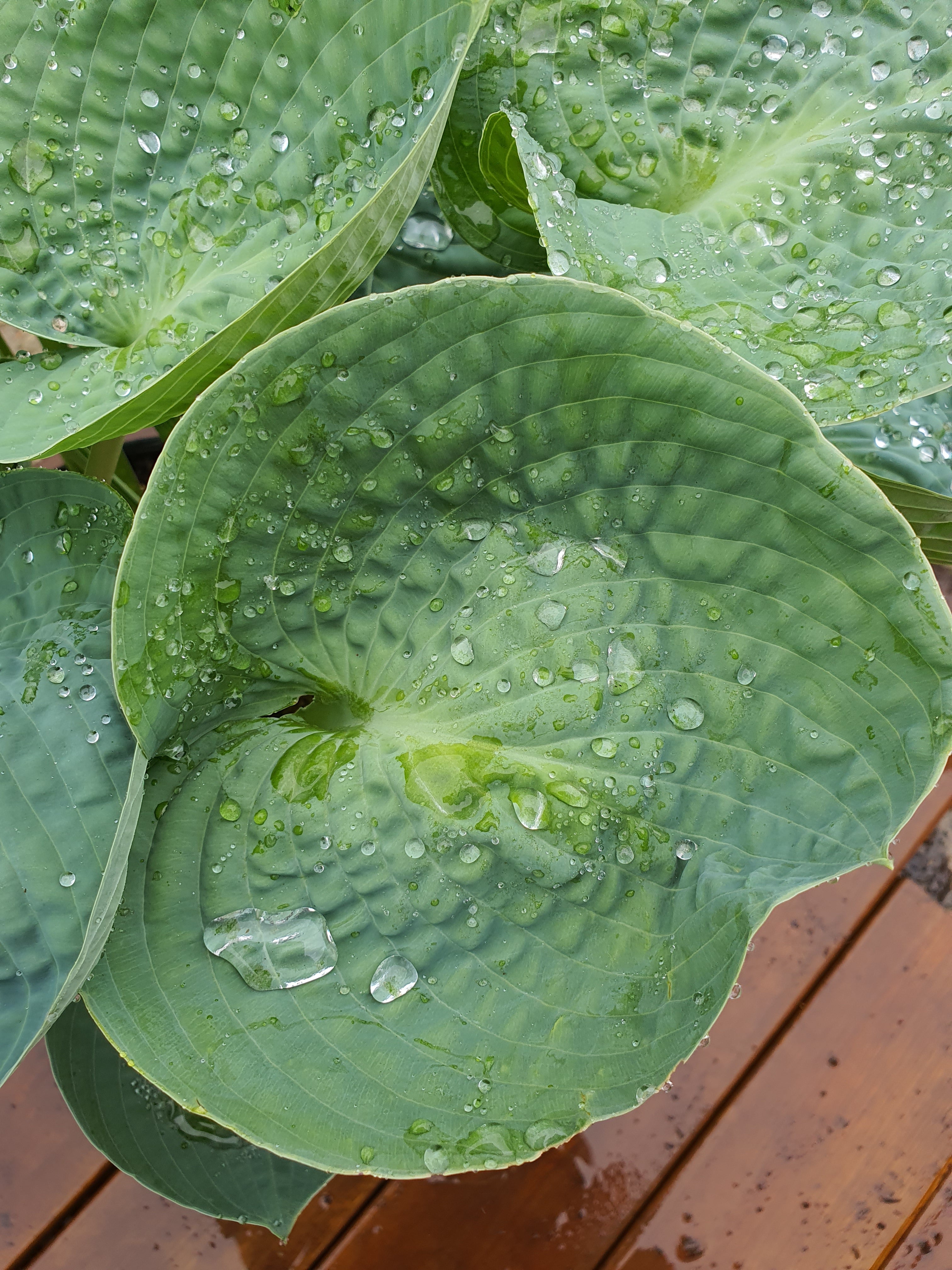 Hosta 'Love Pat' - New Forest Hostas & Hemerocallis