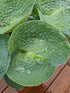 Hosta 'Love Pat' - New Forest Hostas & Hemerocallis