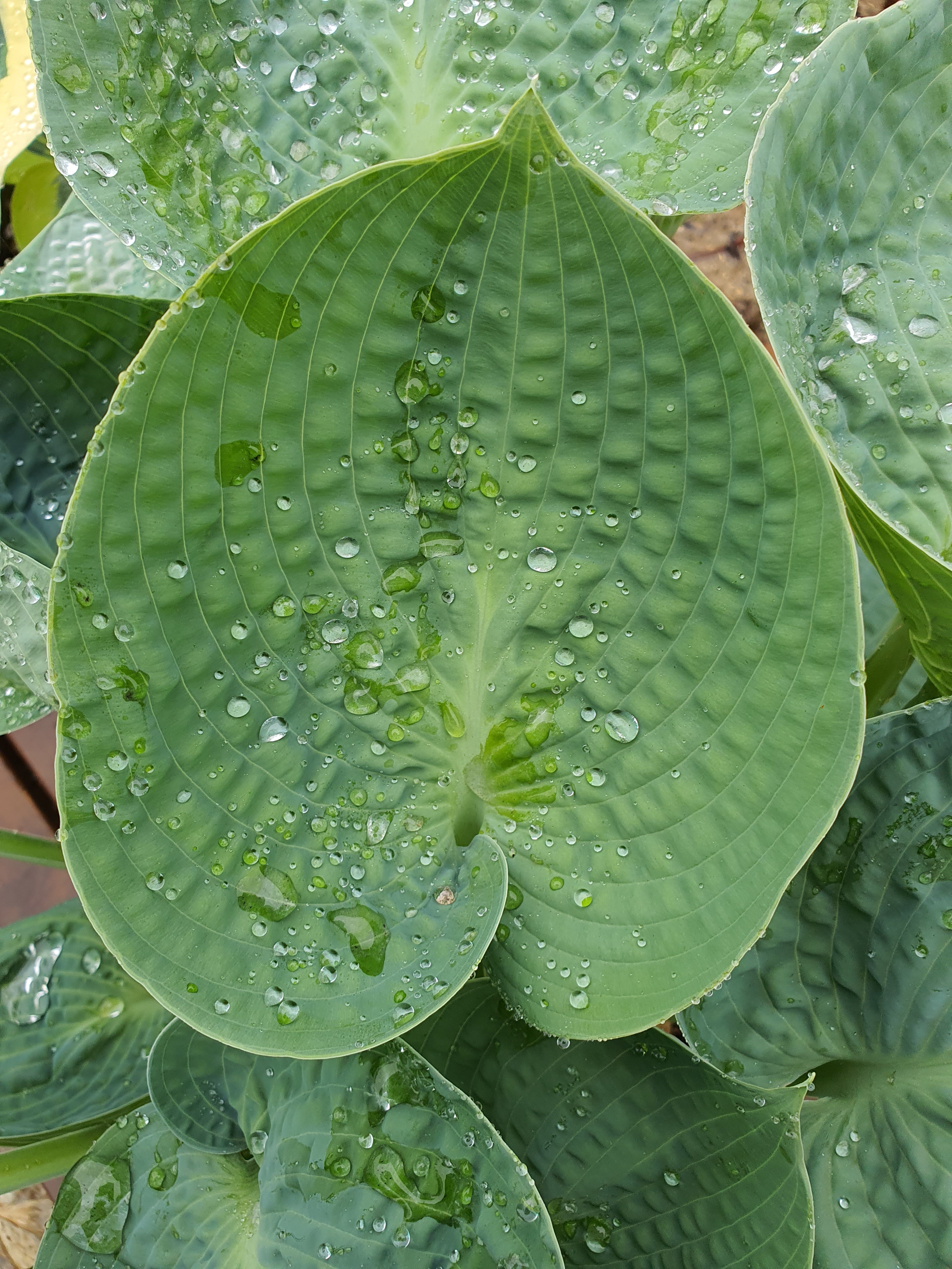Hosta 'Love Pat' - New Forest Hostas & Hemerocallis