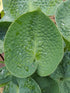 Hosta 'Love Pat' - New Forest Hostas & Hemerocallis