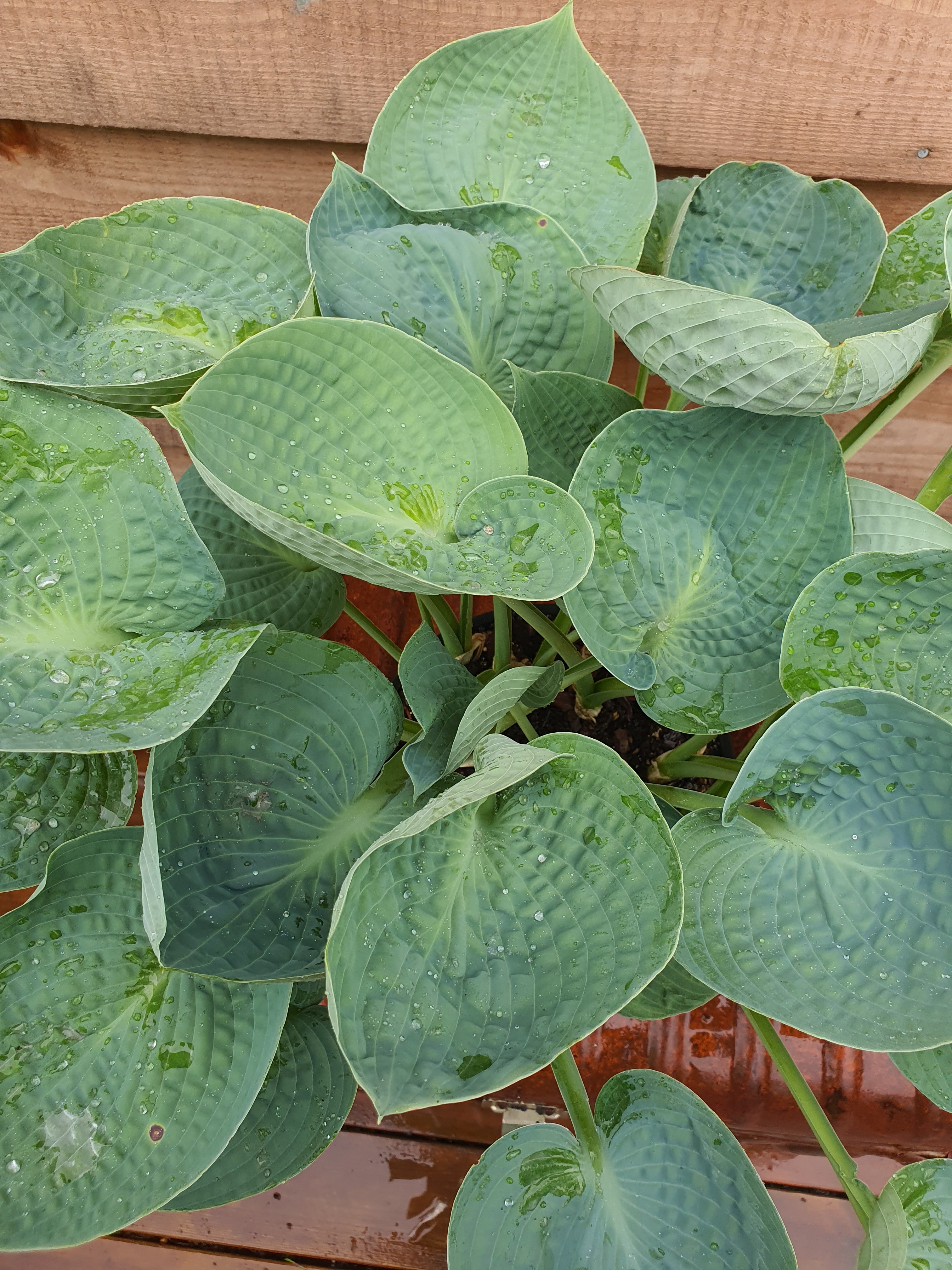 Hosta 'Love Pat' - New Forest Hostas & Hemerocallis
