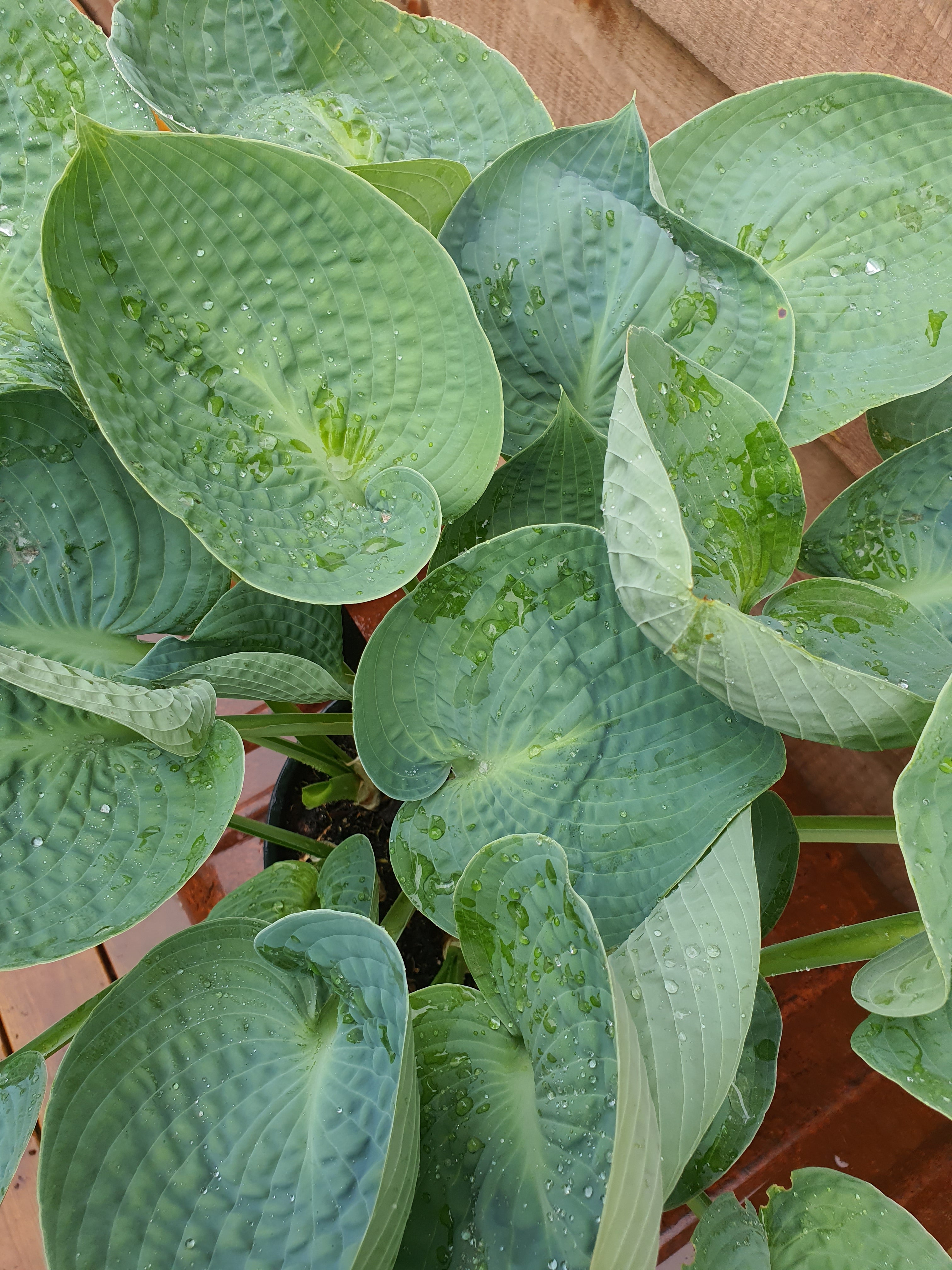 Hosta 'Love Pat' - New Forest Hostas & Hemerocallis