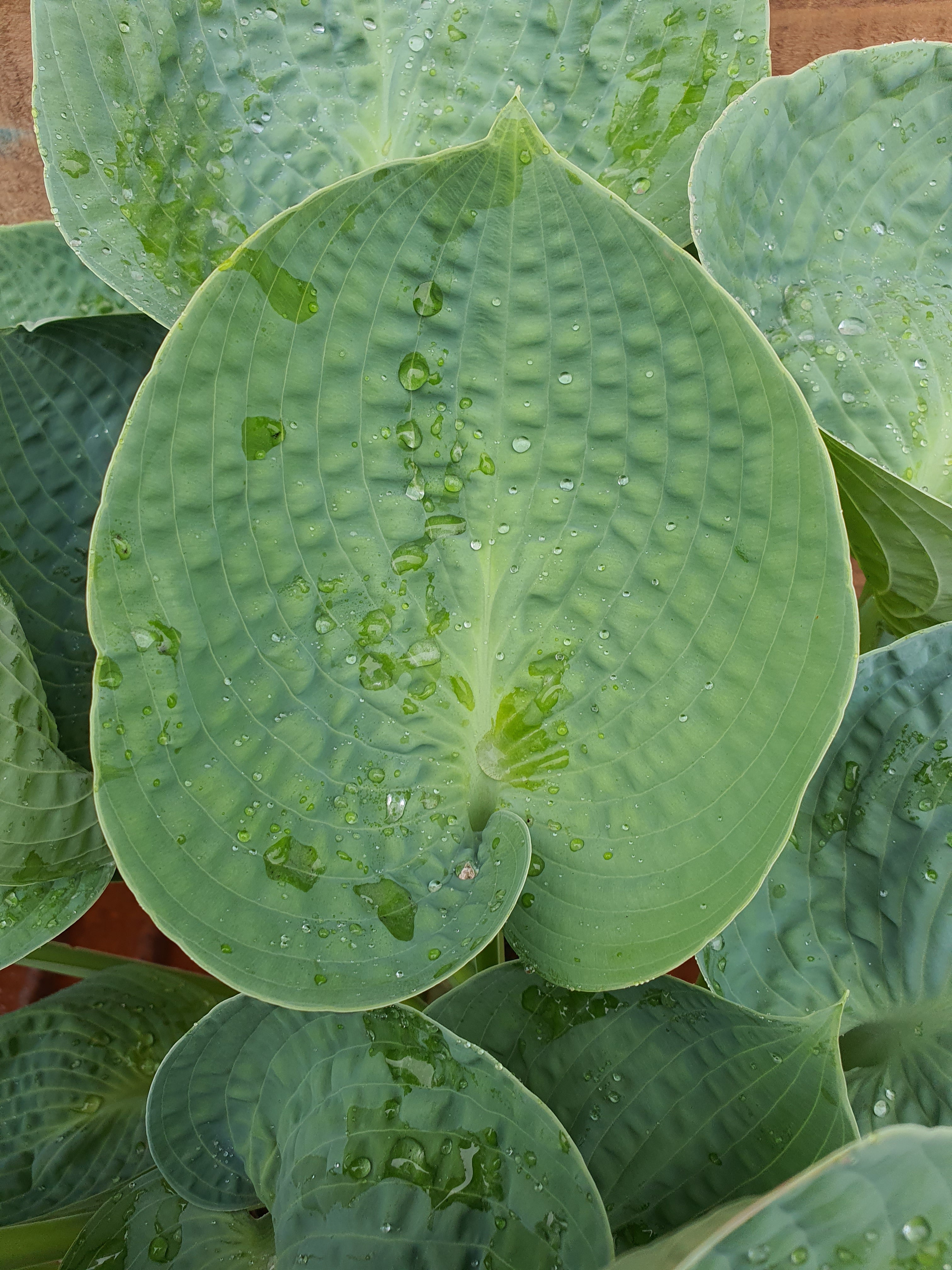 Hosta 'Love Pat' - New Forest Hostas & Hemerocallis
