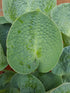 Hosta 'Love Pat' - New Forest Hostas & Hemerocallis