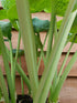 Hosta 'Love Pat' - New Forest Hostas & Hemerocallis