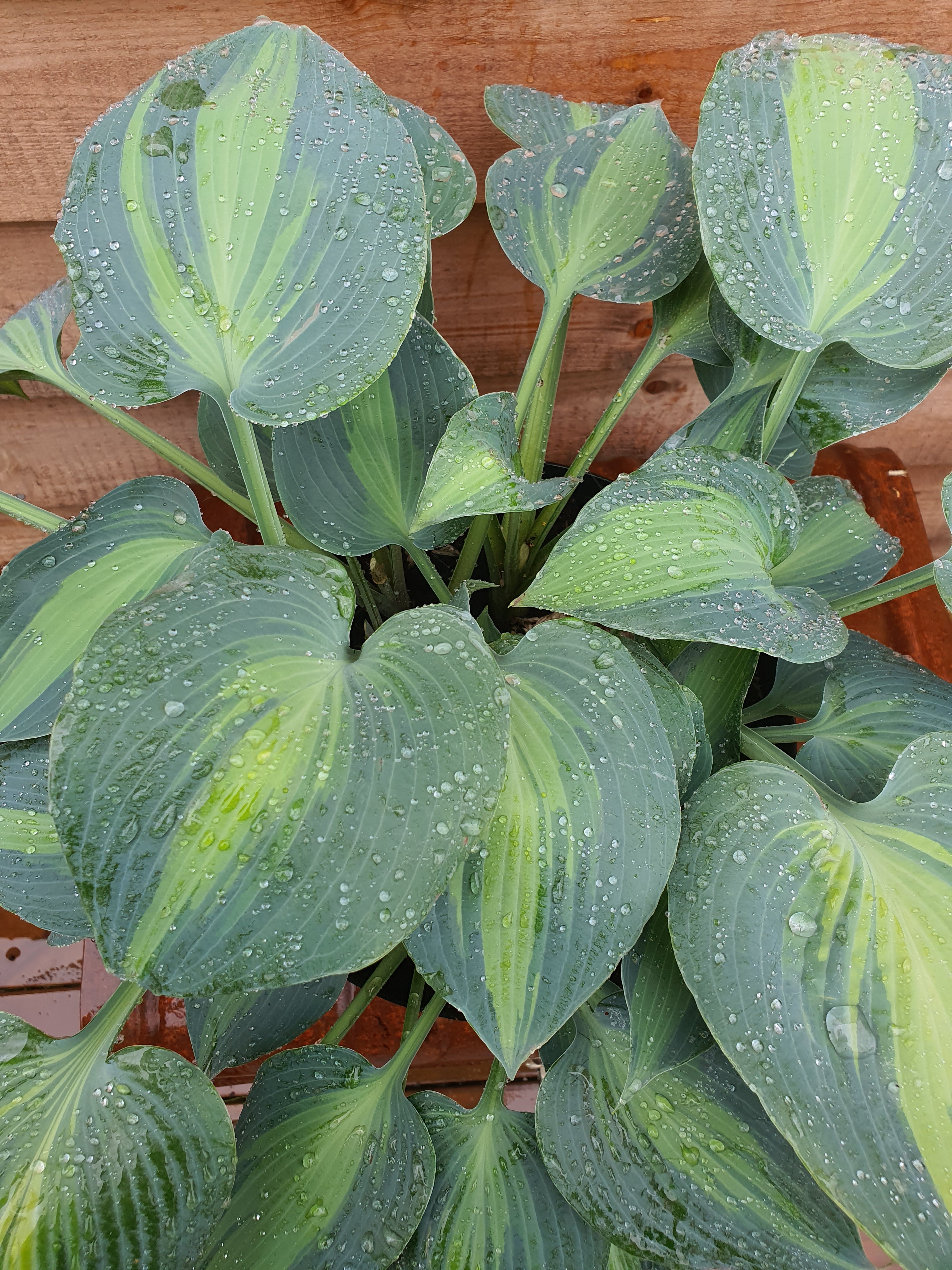 Hosta 'Touch Of Class' - New Forest Hostas & Hemerocallis