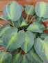Hosta 'Touch Of Class' - New Forest Hostas & Hemerocallis