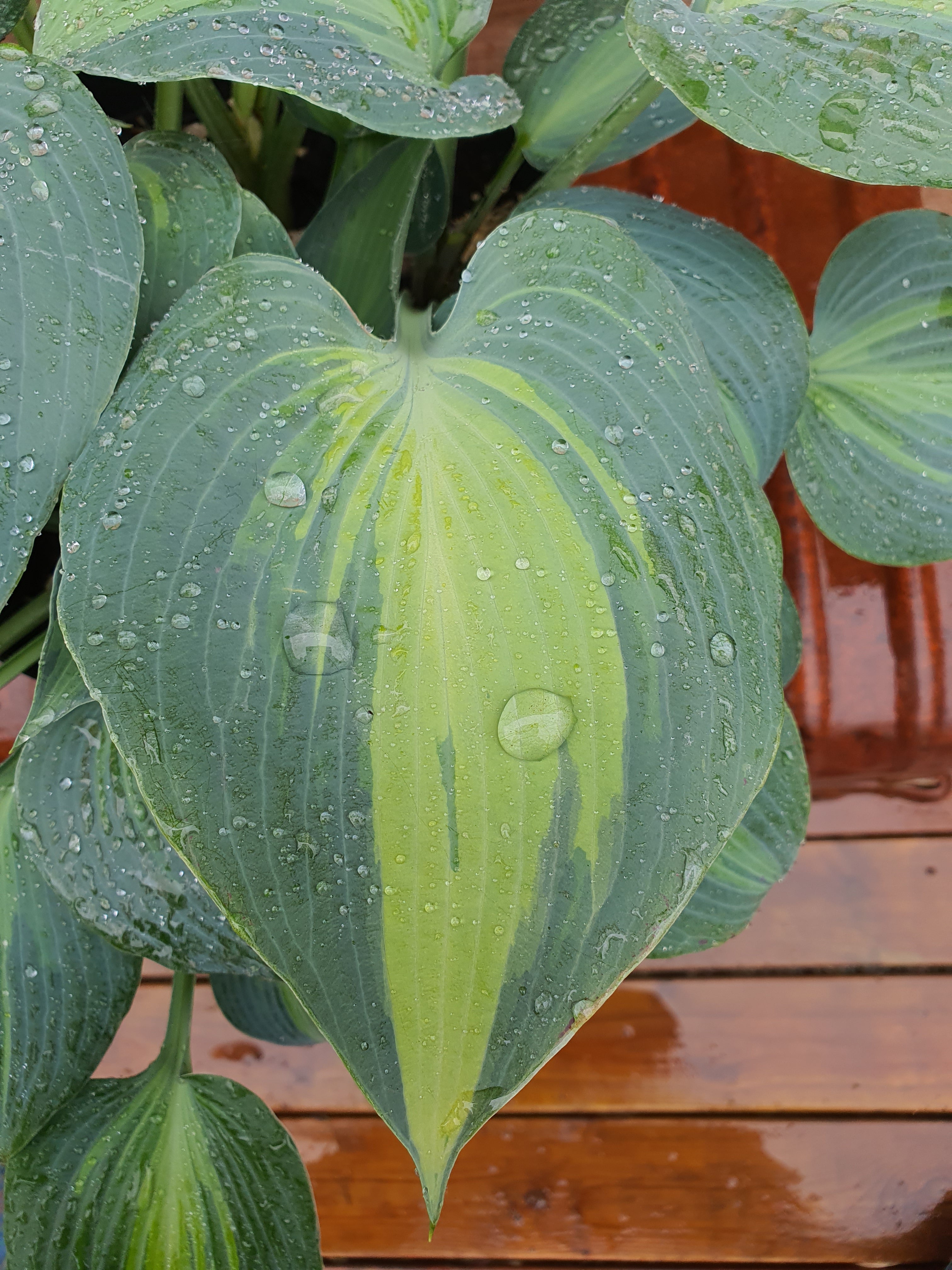 Hosta 'Touch Of Class' - New Forest Hostas & Hemerocallis