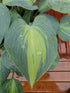 Hosta 'Touch Of Class' - New Forest Hostas & Hemerocallis