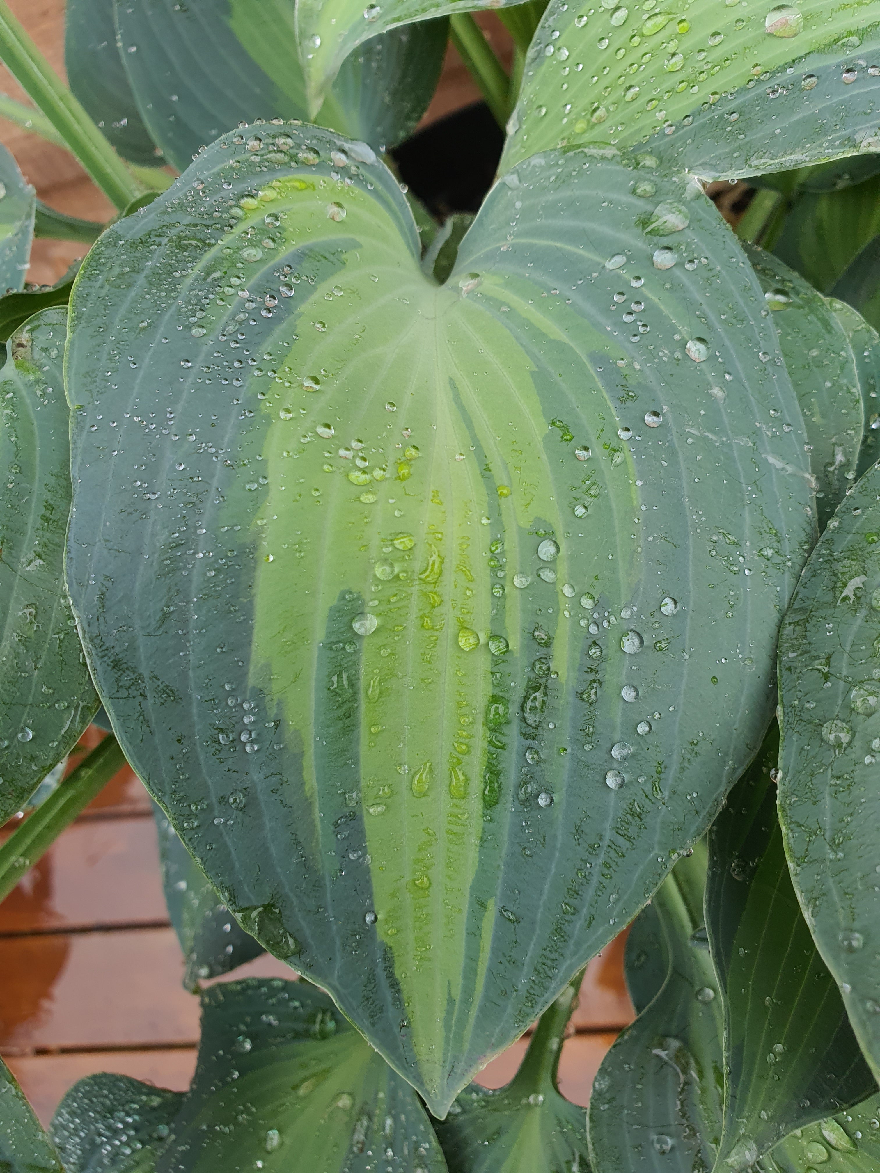 Hosta 'Touch Of Class' - New Forest Hostas & Hemerocallis