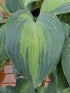 Hosta 'Touch Of Class' - New Forest Hostas & Hemerocallis
