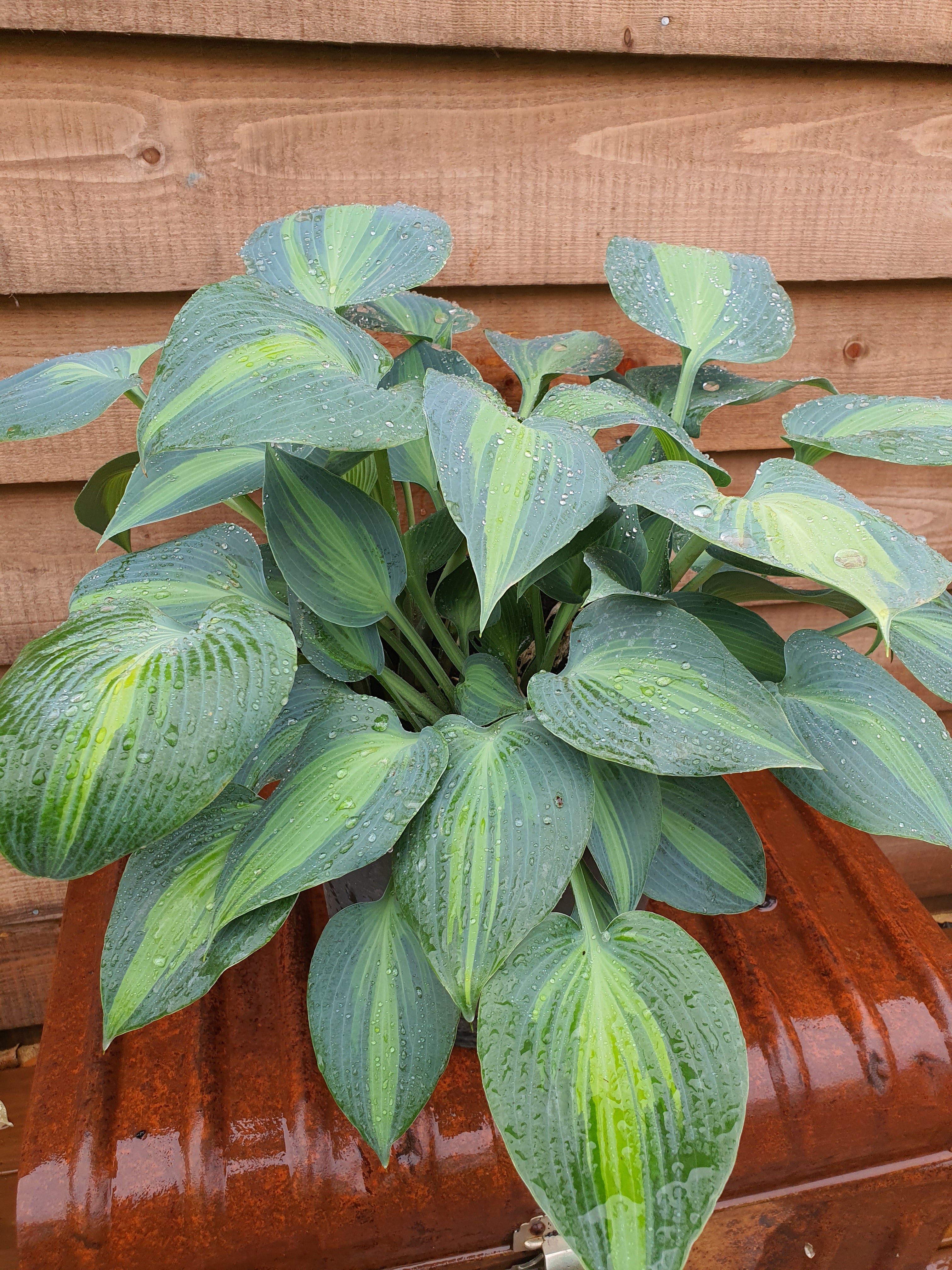 Hosta 'Touch Of Class' - New Forest Hostas & Hemerocallis