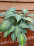 Hosta 'Touch Of Class' - New Forest Hostas & Hemerocallis