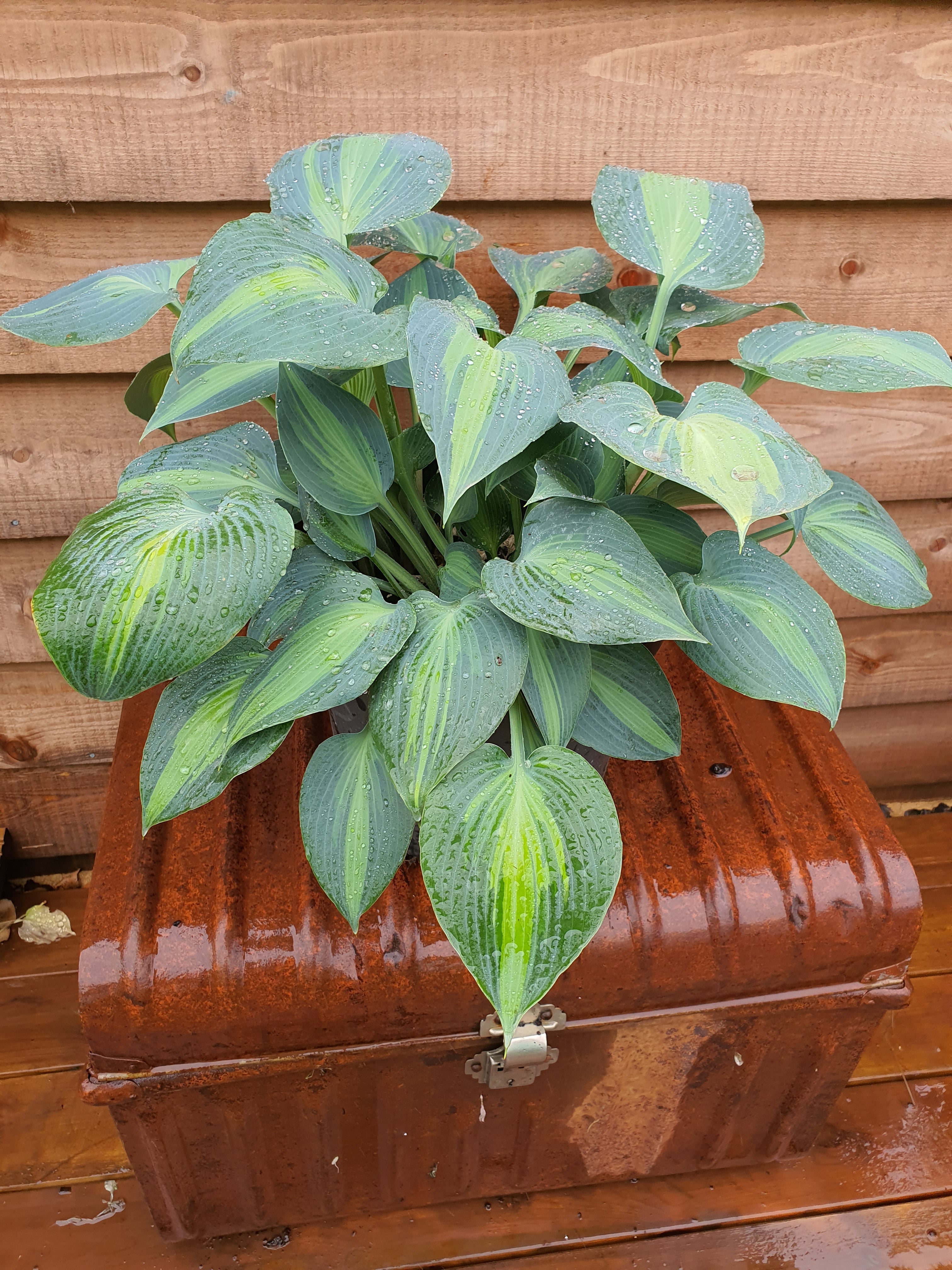 Hosta 'Touch Of Class' - New Forest Hostas & Hemerocallis