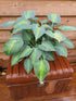 Hosta 'Touch Of Class' - New Forest Hostas & Hemerocallis