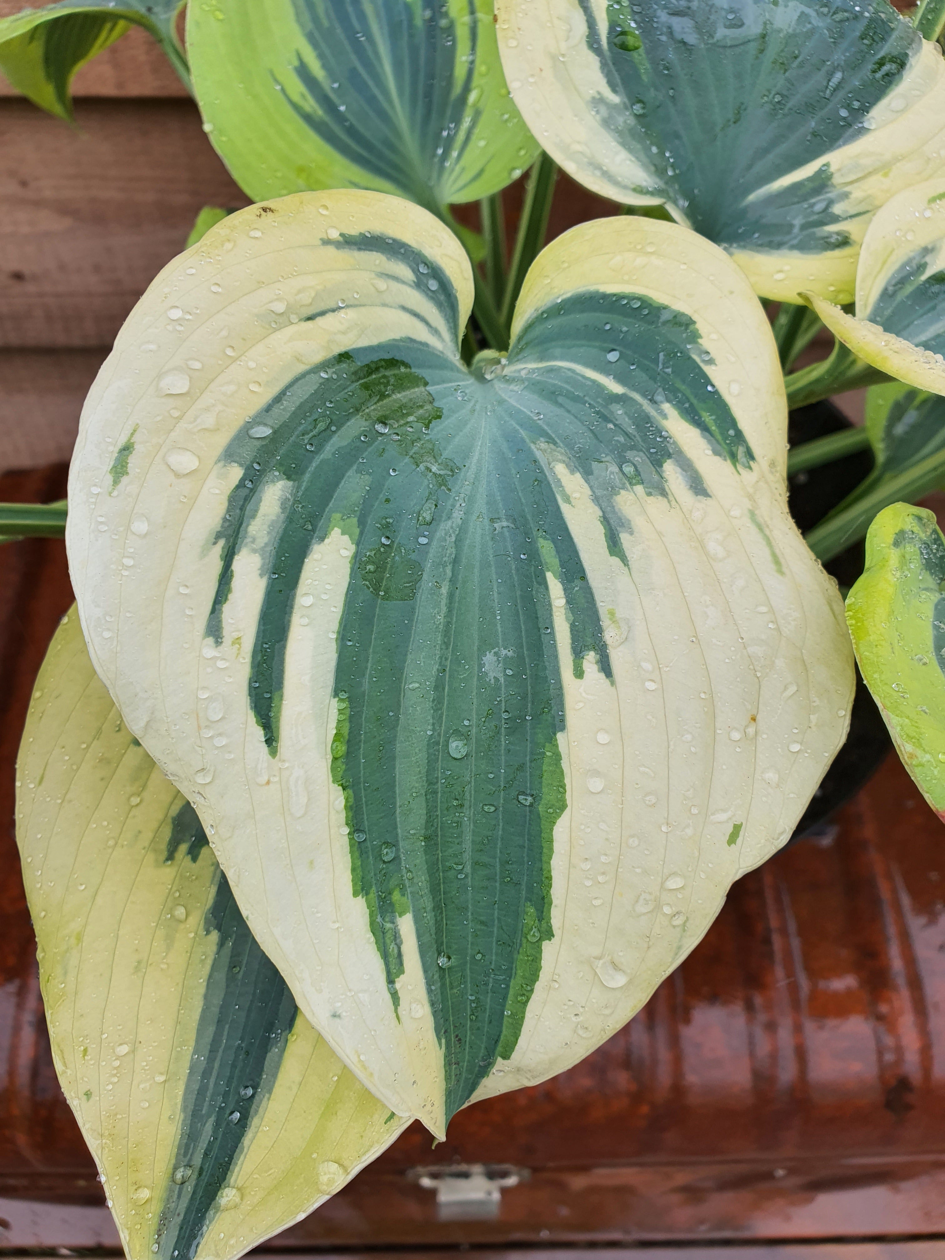 Hosta 'Ben Vernooij' - New Forest Hostas & Hemerocallis