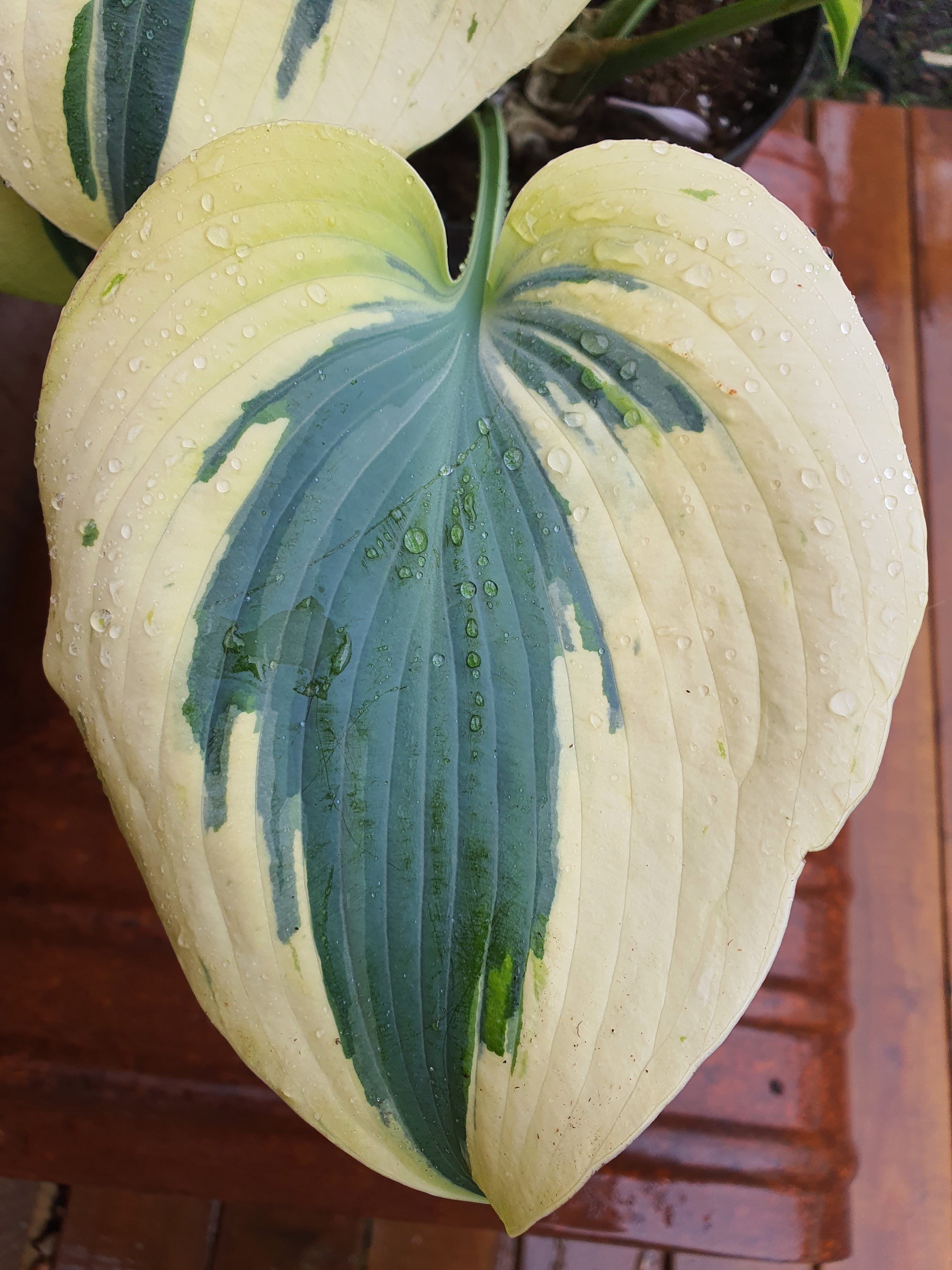 Hosta 'Ben Vernooij' - New Forest Hostas & Hemerocallis