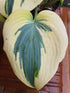 Hosta 'Ben Vernooij' - New Forest Hostas & Hemerocallis