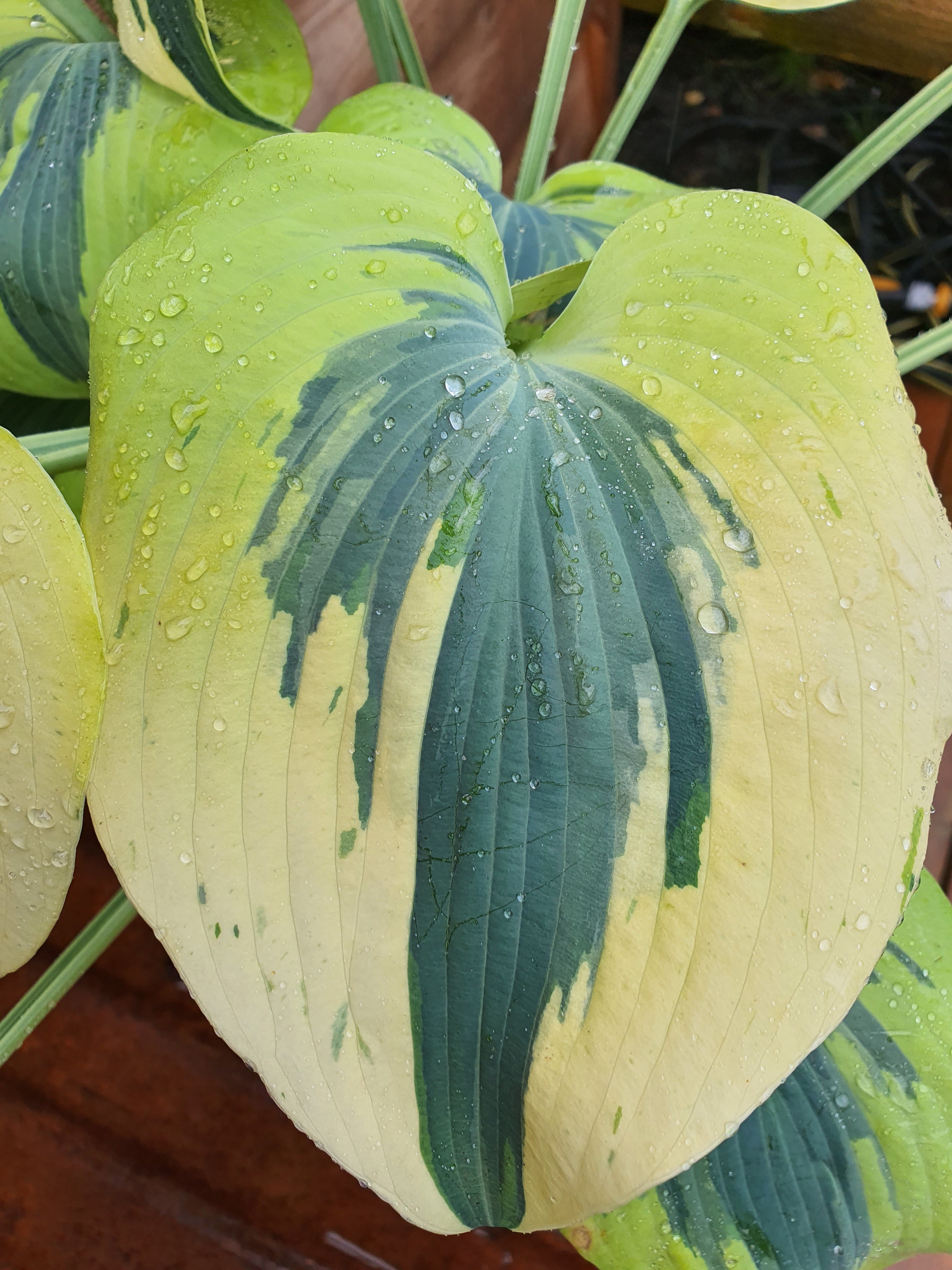 Hosta 'Ben Vernooij' - New Forest Hostas & Hemerocallis